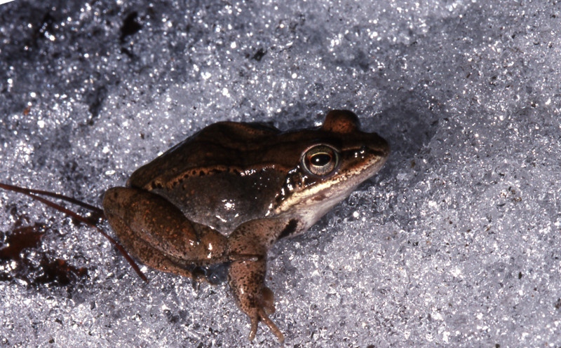 Wood frogs are remarkably cold tolerant; sugar levels in their blood rise in the winter, which helps them avoid freezing. Credit: Sally Ray